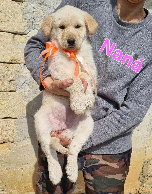 NANA' CUCCIOLA FEMMINA Foto 6